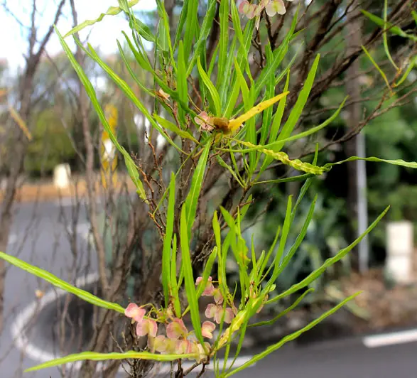 Le Bois d'Arnette est une plante endémique de la Réunion