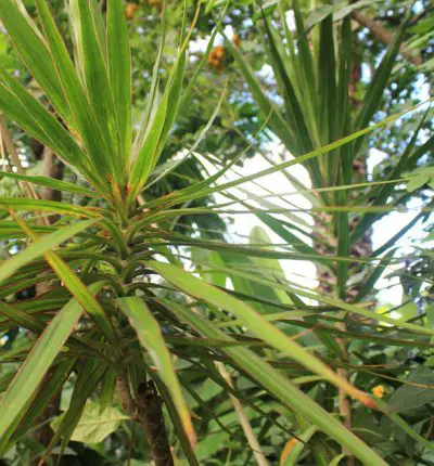Bois de Chandelle, espèce endémique de La Réunion