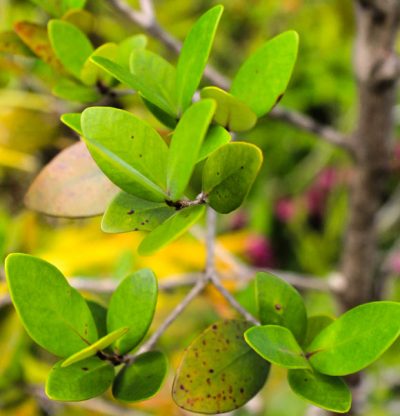 Bois de Nèfles, espèce endémique de La Réunion