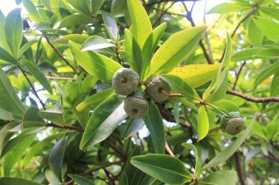 Bois Puant, espèce endémique de La Réunion