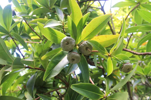 Le Bois Puant est une espèce végétale endémique de la Réunion très apprécié des abeilles car extrêmement mellifère.