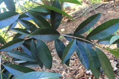 Le Bois Rouge, espèce endémique de La Réunion