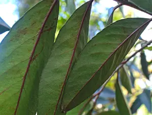 Plante endémique de La Réunion qui a un bois droit, dur et assez liant qui servait à construire des pirogues
