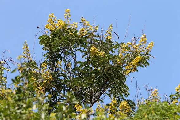 Le Cassia du Siam est originaire d'Asie du Sud-Est utilisée, depuis quelques dizaines d'années à La Réunion, comme plante d'ombre ornementale dans les aménagements paysagers.