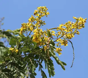 Le Cassia du Siam est originaire d'Asie du Sud-Est et est maintenant assez généralisé à La Réunion.