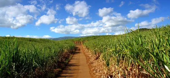 Champ de canne à sucre à la Réunion