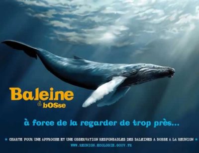 Charte d’approche des baleines Réunion