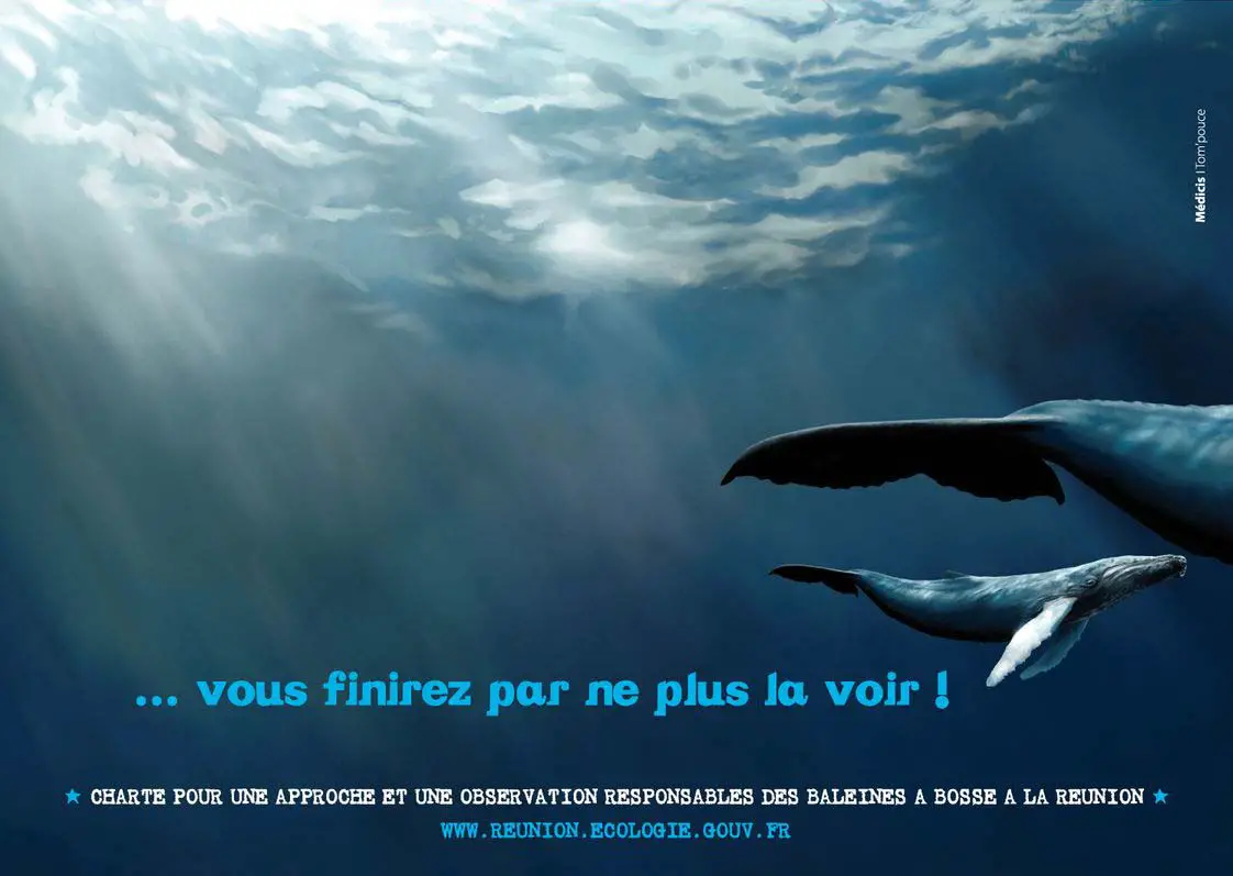 charte approche_baleine_2