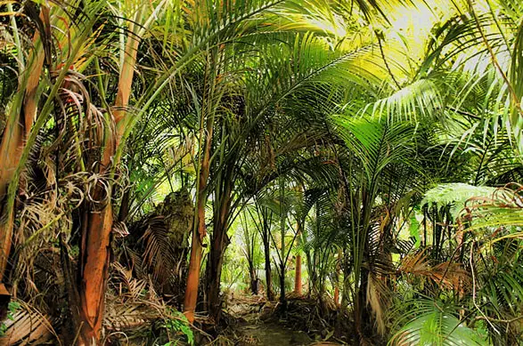 Palmiste de la Réunion