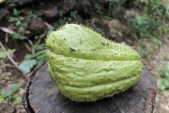 Le chouchou réunion ou chayote en cuisine créole réunionnaise