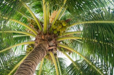 Le cocotier et son fruit, le coco