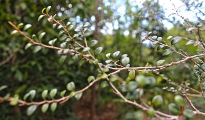 Corce Rouge, espèce endémique de La Réunion