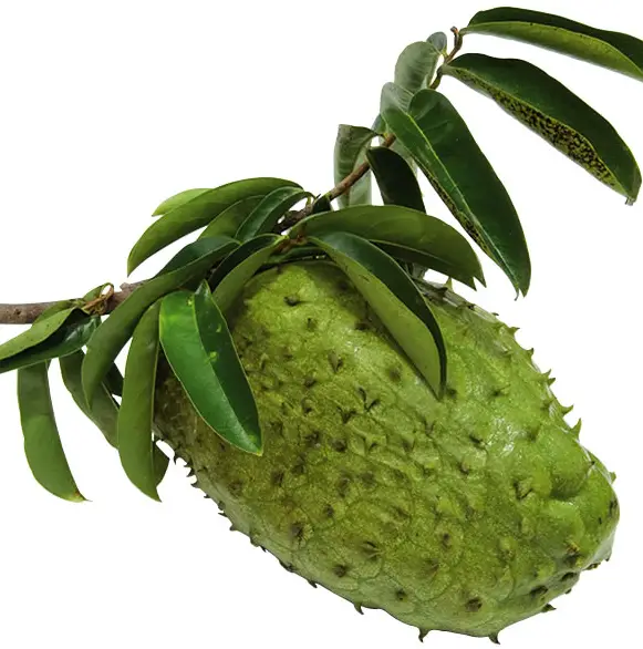 Le corossol, ou sapotille, est un fruit qui était souvent cultivé jadis à la Réunion
