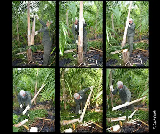 Image de la coupe du palmiste à la Réunion