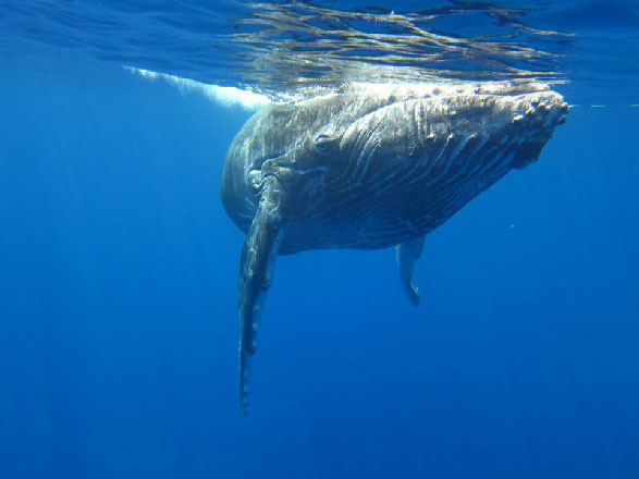 photos dauphins et vidéo Baleines de la Réunion