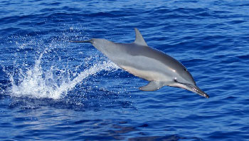 Dauphin vidéo de la reunion