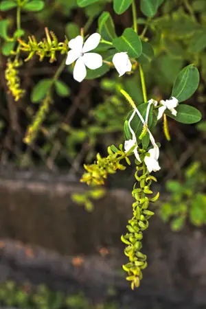 Le Dentelaire du Cap - flore Réunionnaise