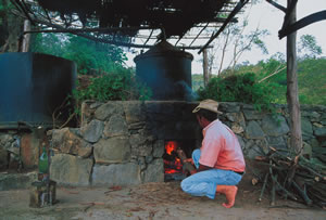 Le géranium de la Réunion