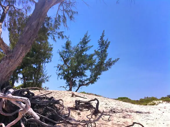 Le filao de la Réunion pousse partout dans l'île mais on le retrouve surtout le long du littoral.