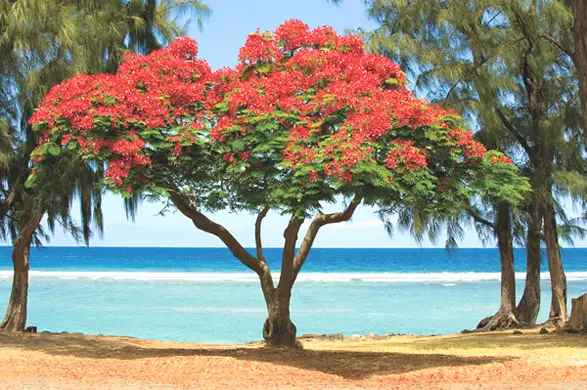 Le flamboyant, arbre icon de l'île de la Réunion et de son été tropical