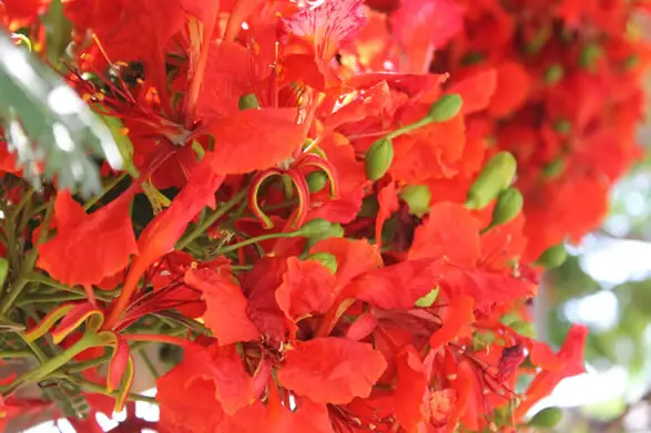 Flamboyant Réunion : Flamboyant rouge – Arbre de la Réunion