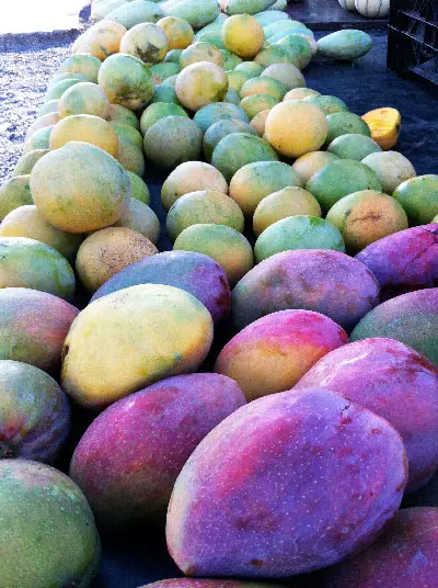 Fruit reunion : mangue José ou américaine, il existe de biens différentes variétés dans l'île 