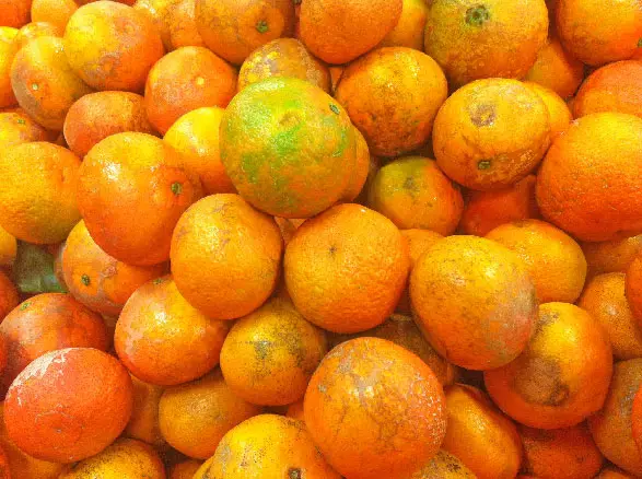 fruit reunion - tangerine - tangor
