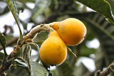 Fruit Réunion : Bibasse – Bibace-Nèfle du Japon, fruit sucré de la Réunion