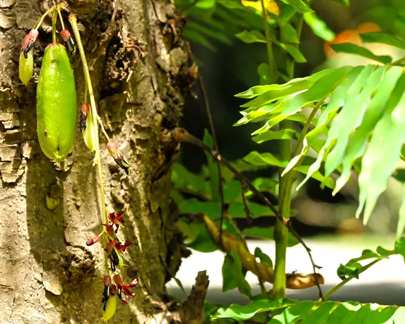 Bilimbi ou arbre à cornichons se déguste en rougail ou achard à la Réunion