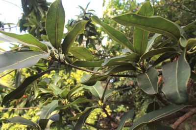 Grand Natte, espèce endémique de La Réunion