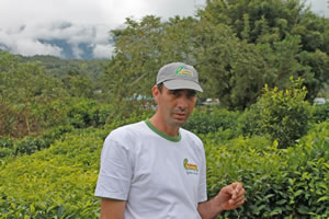 Johny Guichard et sa forêt de thé bio