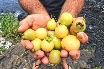 Fruit : Jamrosat ou Jam-rose du Jambrosade, fruit de la Réunion