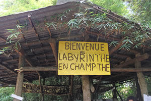 Champ de thé bio à la Réunion