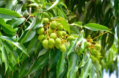 Culture et saison des Litchis de l'Ile de la Réunion