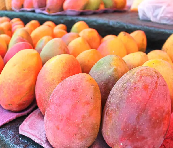 Mangue de la Réunion : Pêche des tropiques, fruit réunionnais