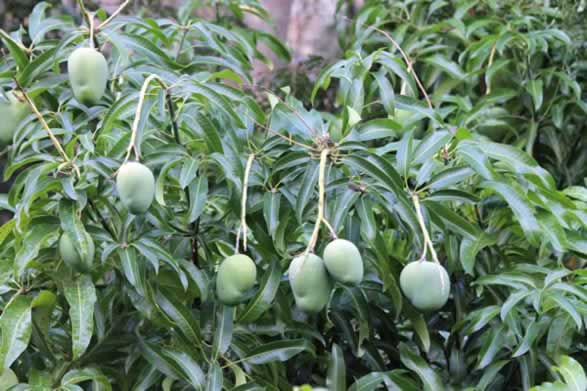 Manguier de la Réunion : arbre fruitier