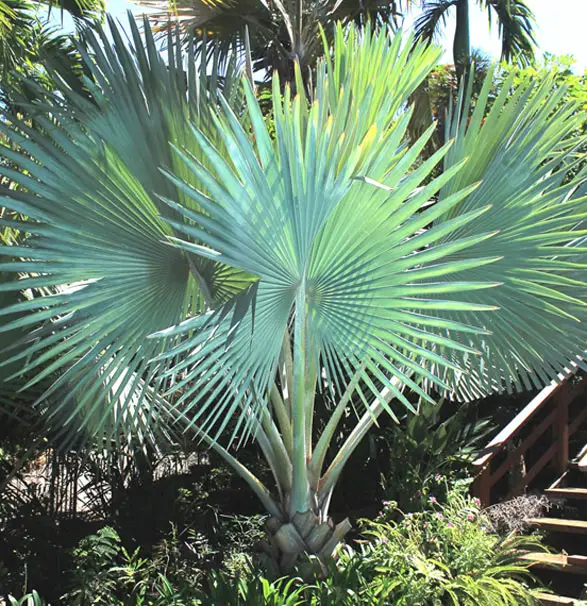 le palmier de bismarck flore de la reunion