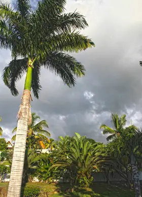 Le Palmier Royal de la Réunion est aussi majestueux que son nom l'indique.