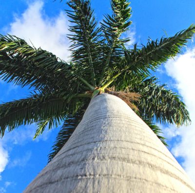 Le Palmier Royal de la Réunion