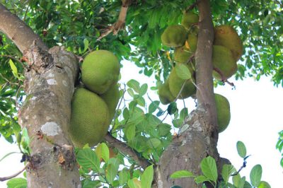 Le Jacquier ou pied de jacque, arbre fruitier de la Réunion