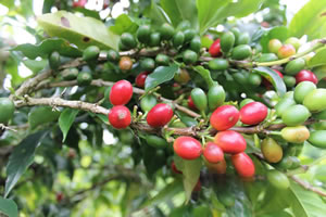 Café Bourbon pointu, café bio de la Réunion