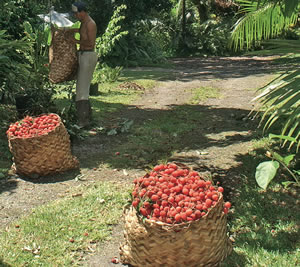 Fruits réunionnais, le letchi reunion est le fruit préféré dans l'île