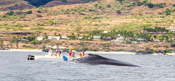 Baleine à la Réunion – Sortie bateau