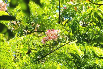 Flamboyant : Le ti’ flamboyant, Flore Réunion