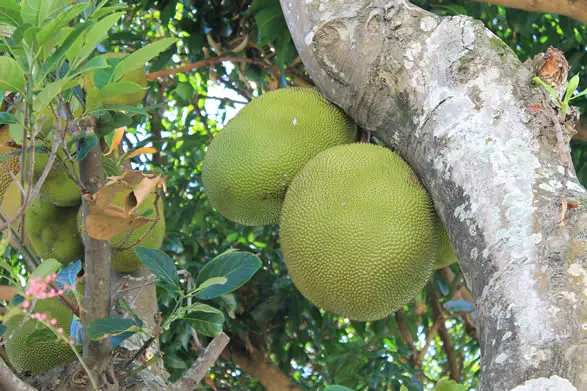 Ti jacque : Fruit du jacquier, arbre fruitier
