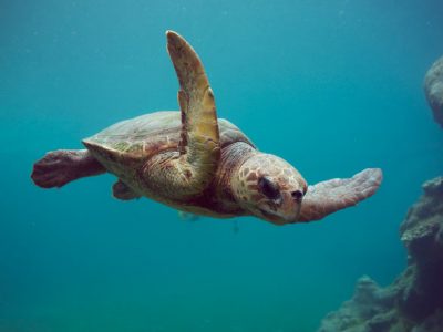 Découvrez les tortues de mer à Kélonia