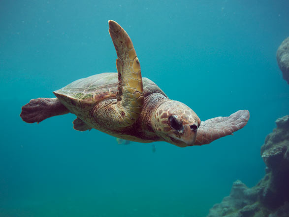 image de tortue de mer