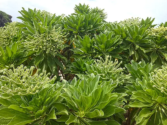 Le veloutier - Flore de la Réunion