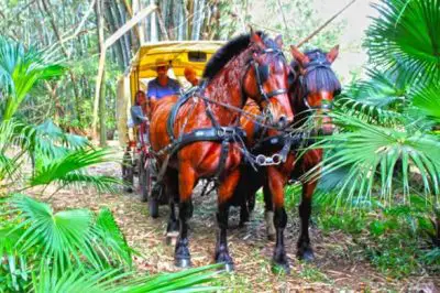 En calèche, visitez le Grand Hazier à la Réunion